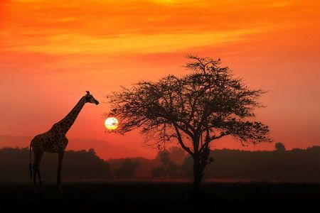 4-Day Basic Safari with Serengeti, Ngorongoro, & Tarangire 