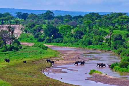 Day Trip Safari to Tarangire National Park