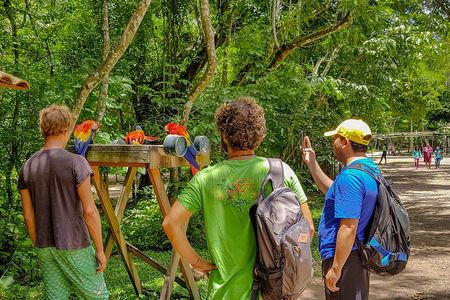 From San Pedro Sula: Mayan Ruins of Copan Day Trip