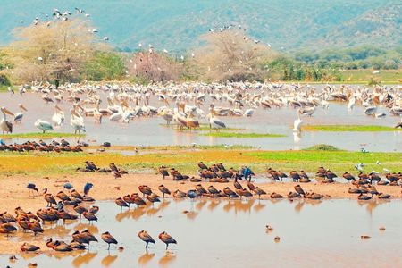One Day Safari to Lake Manyara