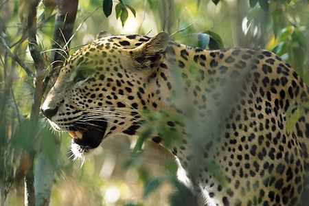 Sri Lanka Leopard Trail ( 15 N/ 16 D)