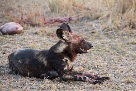 1 days Tanzania Sharing Joining group Safari - Ngorongoro Crater