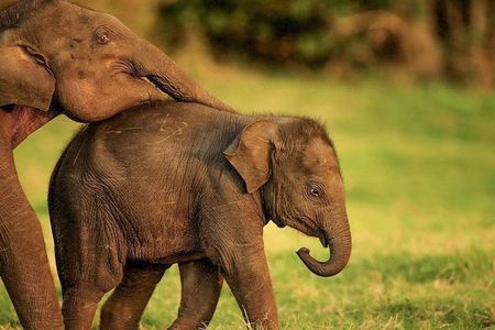 Hurulu Eco Park Private Safari from Habarana