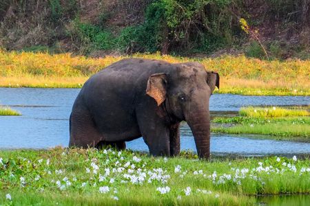 Wasgamuwa National Park Safari