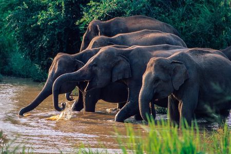Wasgamuwa National Park Private Safari
