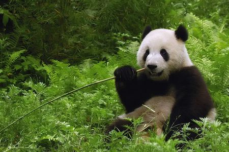 All-inclusive Private Day Trip: Hutongs, Lama Temple & Panda House with Lunch