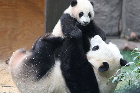 All-inclusive Day Tour: Mutianyu Great Wall & Beijing Panda Zoo with Local Lunch