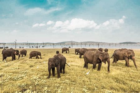 Wild Elephant Safari in Minneriya National Park
