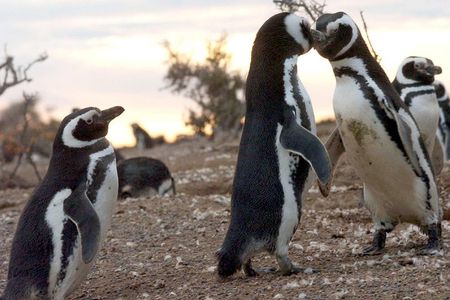 Penguin watching in Punta Tombo