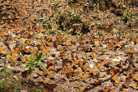 Monarch Butterfly from Morelia Michoacan