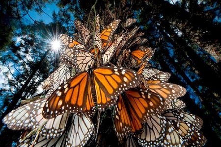 Monarch Butterfly from Morelia Michoacan