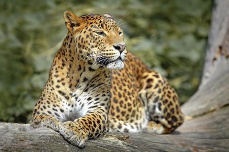 Wilpattu National Park Private Safari