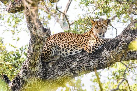 Wilpattu National Park Safari with Naturalist