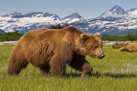 Icy Strait Small Group Shore Excursion: We're going on a bear hunt!