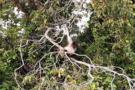 Wonders in the jungle of our mother culture Catemaco & Los Tuxtlas