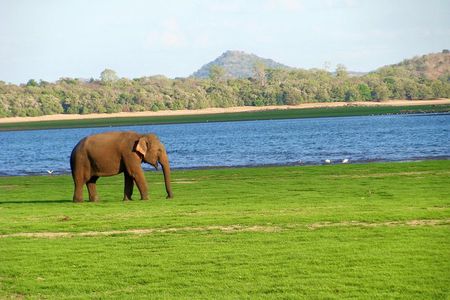 Gal Oya National Park Safari