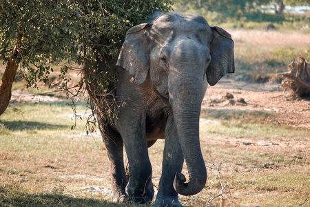 Lunugamvehera National Park Private Safari