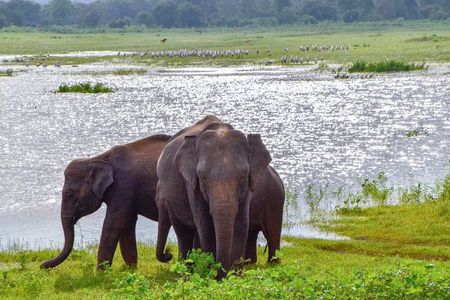 Lunugamvehera National Park Private Safari