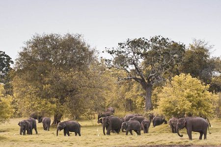 The Great Elephant Gathering Private Safari from Minneriya