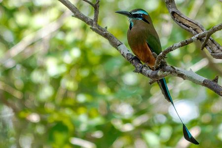 Bird Watching in Sian Ka´an Muyil