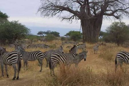 3 Days Mid-range Safari - Lake Manyara ,Tarangirie Park & Ngorongoro Crater