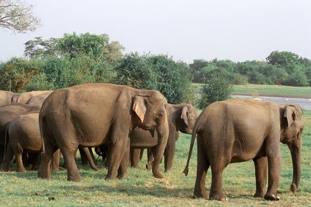 Maduru Oya National Park Private Safari
