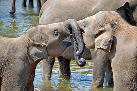 Child-oriented Family tour in Sri Lanka & Beach Holidays - by Minivan - 2 weeks