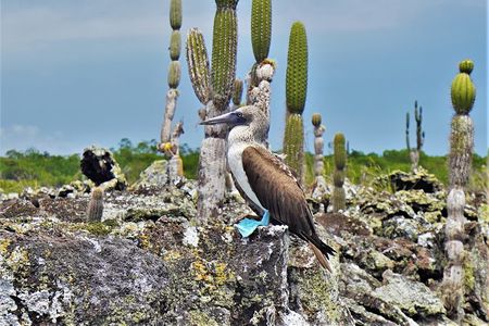 7-Day Galapagos Magic Expedition