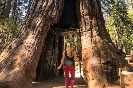 Yosemite and Giant Sequoias Day Tour