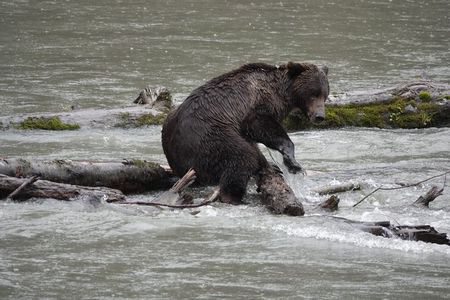 Full Day Grizzly Bear Tour to Toba Inlet