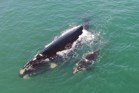 Whaling Search - Whale Watching by Land