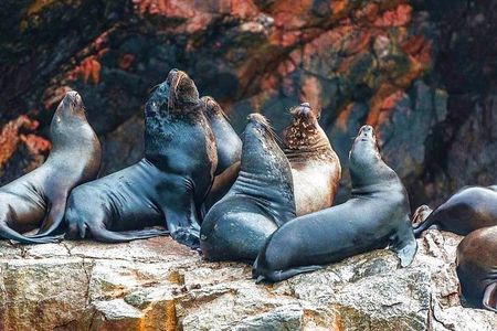 Ballestas Islands Tour & Paracas Reserve from Lima - Private Trip