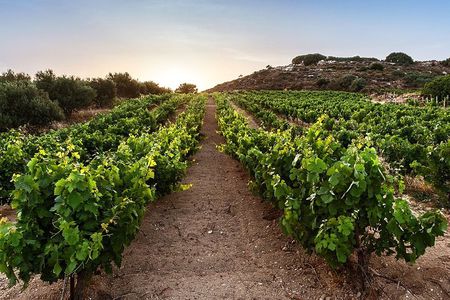 Semi Private Wine Tour of 2 wineries with Transfer and Lunch 