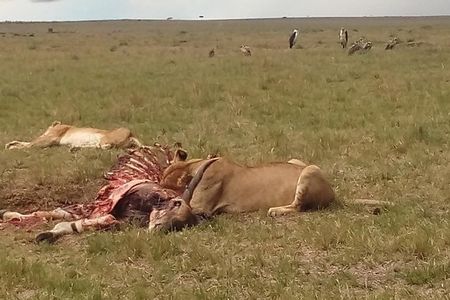 2 Days Safari to Maasai Mara NR - Mid range.
