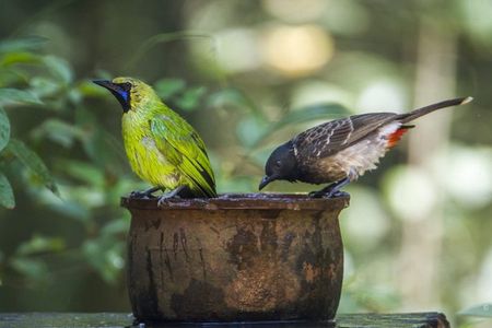 Birdwatching and Trekking at Horton Plains National Park 