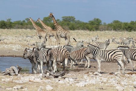 3 Day Etosha Private Guided Safari