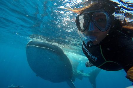 Cancun Whale Shark Small Group Tour on Spacious Boat w Transport