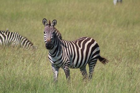 3 Days Safari Tour in Lake Manyara and Ngorngoro