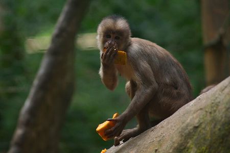 5 Days Cuyabeno Wildlife Reserve Adventure
