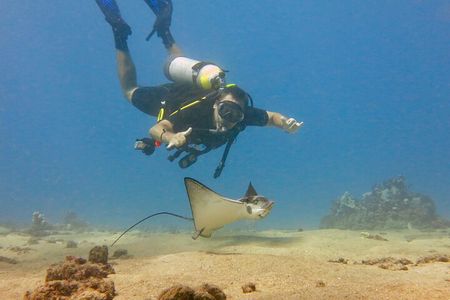 Guided Scuba Dive in Lahaina: Certified