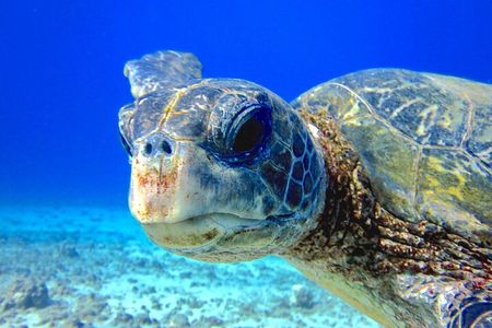 Guided Scuba Dive in Lahaina: Certified