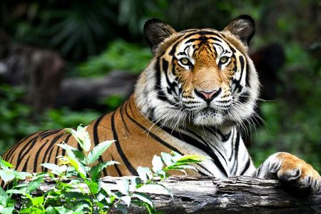 Golden Triangle Tour with Ranthambore by AC Car From Delhi