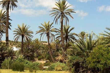 Visit the Oasis & Tea at the Basketmaker.