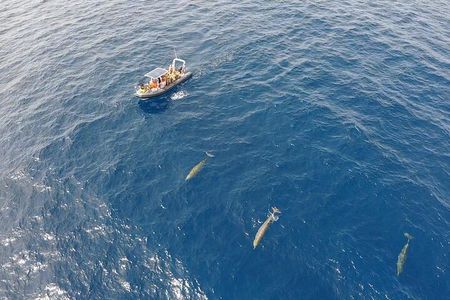 2h Dolphin and Whale Viewing + Snorkeling Tour