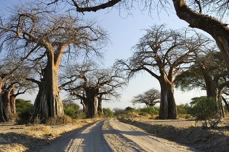 5 Days amazing tour to the Southern Circuit of Tanzania