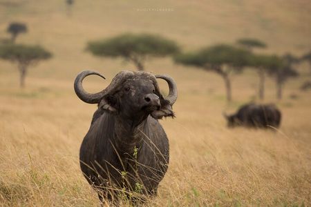 4 Days Safari to Maasai Mara N/R.