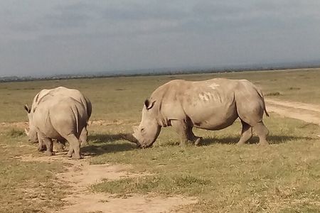5 Days Safari to Samburu N/R Ol Pejeta Conservancy Hells Gate N/P, Lake Naivasha