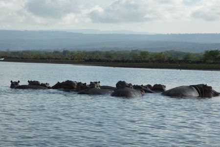 5 Days Safari to Amboseli N/P, Lake Naivasha, Maasai Mara N/R.