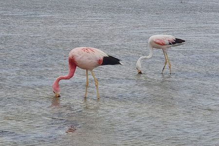 5 Days Safari Tsavo East NP Taita Hill Wildlife Sanctuary Amboseli NP-Mid range.