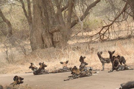 4 days / 3 Nights safari to Ruaha National park